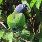 Pione à tête bleue
