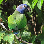 Pione à tête bleue