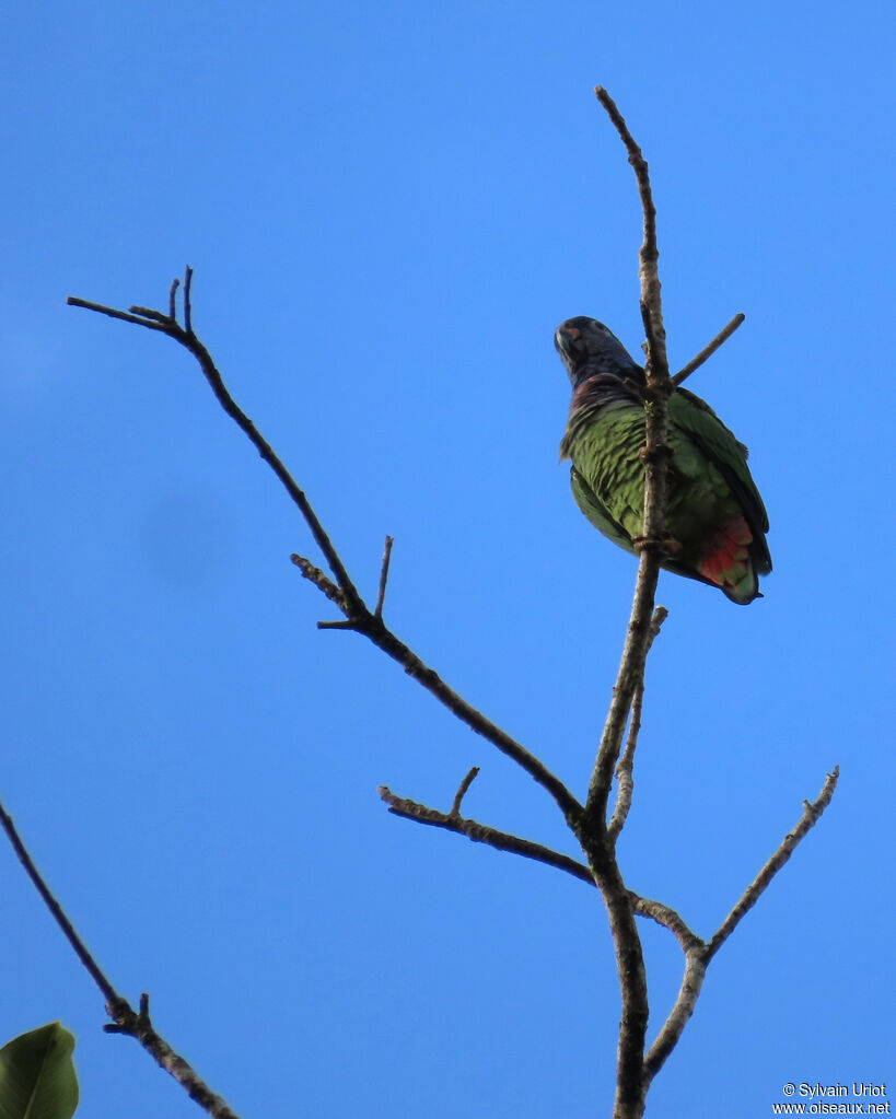 Pione à tête bleue