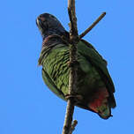 Pione à tête bleue
