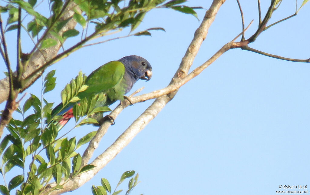 Blue-headed Parrotadult