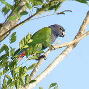 Blue-headed Parrot