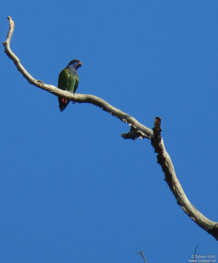 Blue-headed Parrotadult