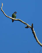 Blue-headed Parrot