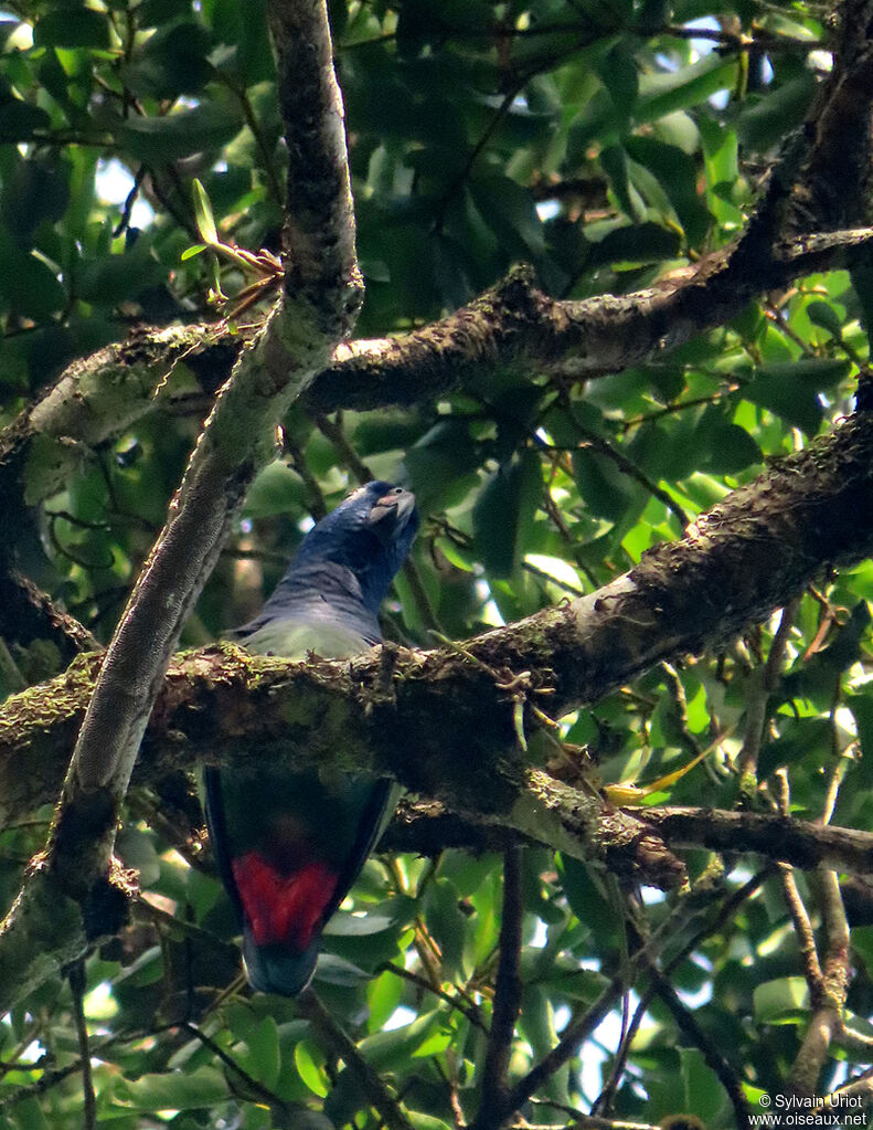 Blue-headed Parrotadult