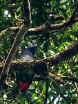 Pione à tête bleue