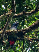 Blue-headed Parrot