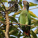 Pione à tête bleue