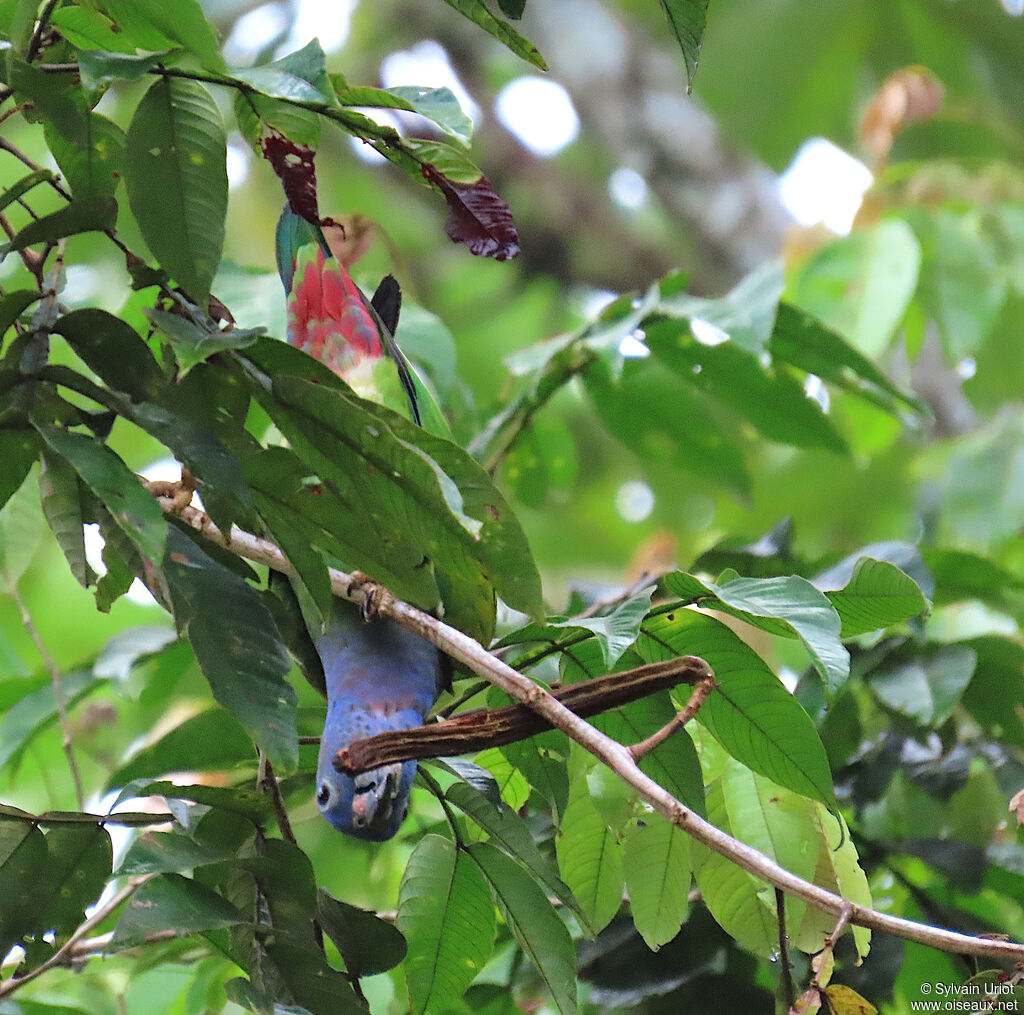 Pione à tête bleueadulte