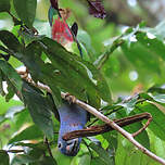 Pione à tête bleue