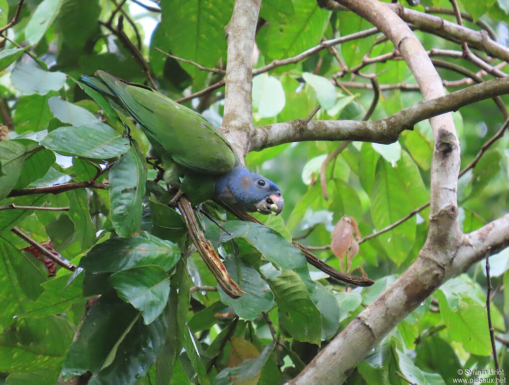 Pione à tête bleue