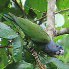Pione à tête bleue