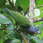 Pione à tête bleue