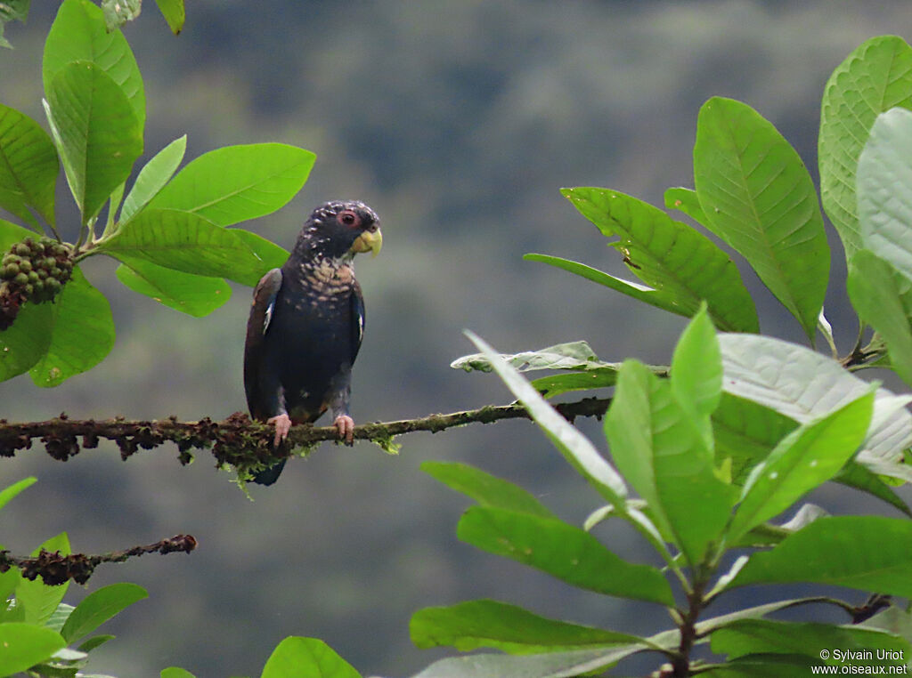 Bronze-winged Parrot