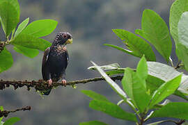 Bronze-winged Parrot