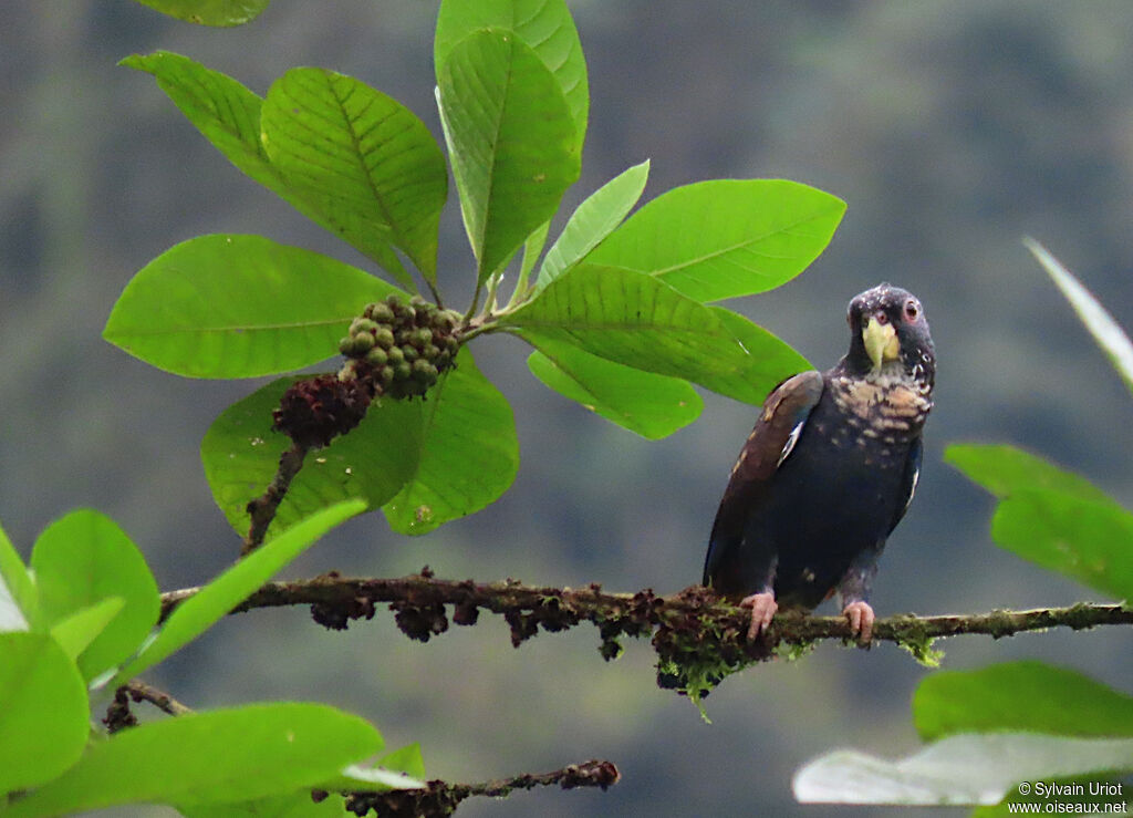 Bronze-winged Parrot