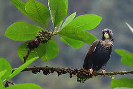 Bronze-winged Parrot