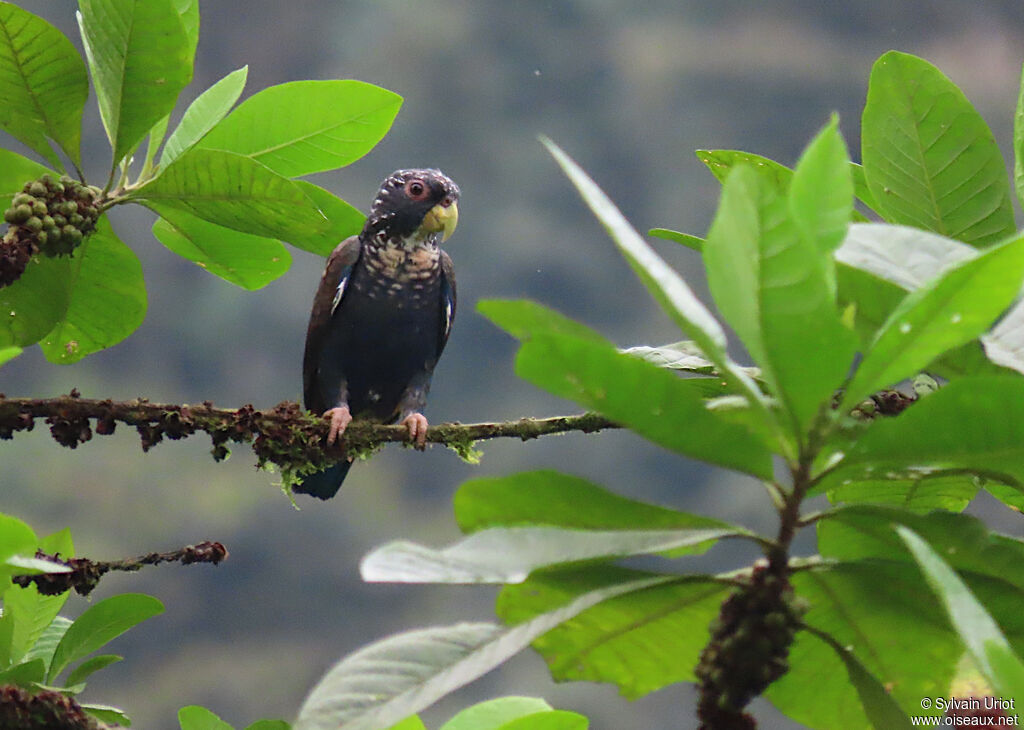 Bronze-winged Parrot