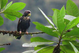 Bronze-winged Parrot