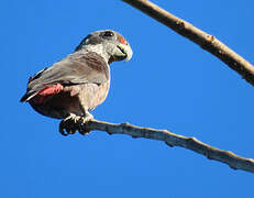 Dusky Parrot