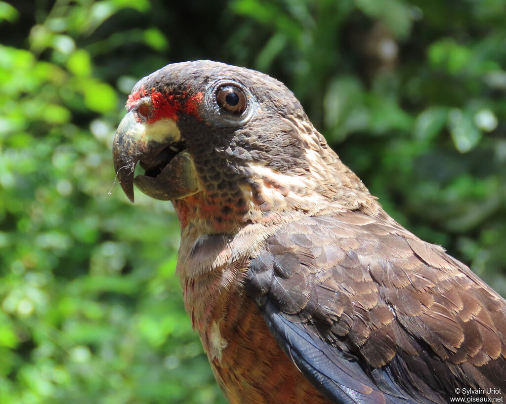 Dusky Parrotadult