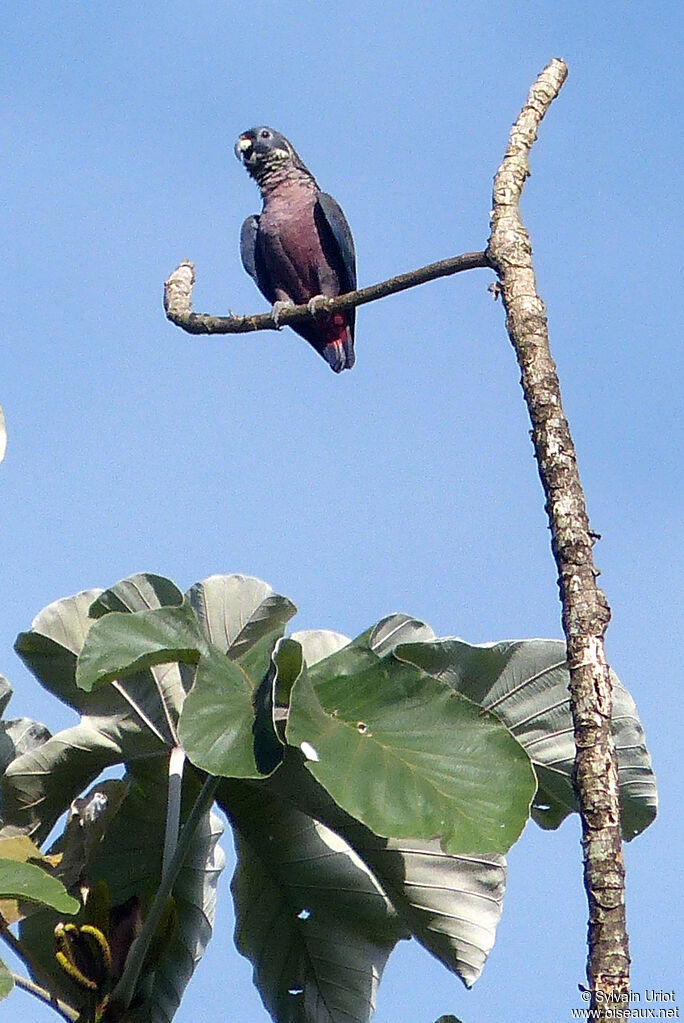 Pione violetteadulte