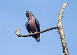 Dusky Parrot