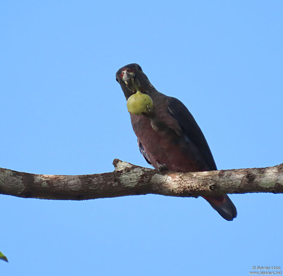 Dusky Parrotadult