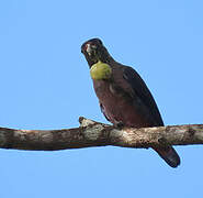 Dusky Parrot