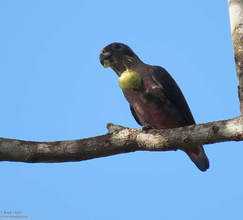 Dusky Parrotadult, feeding habits