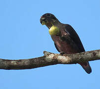 Dusky Parrot