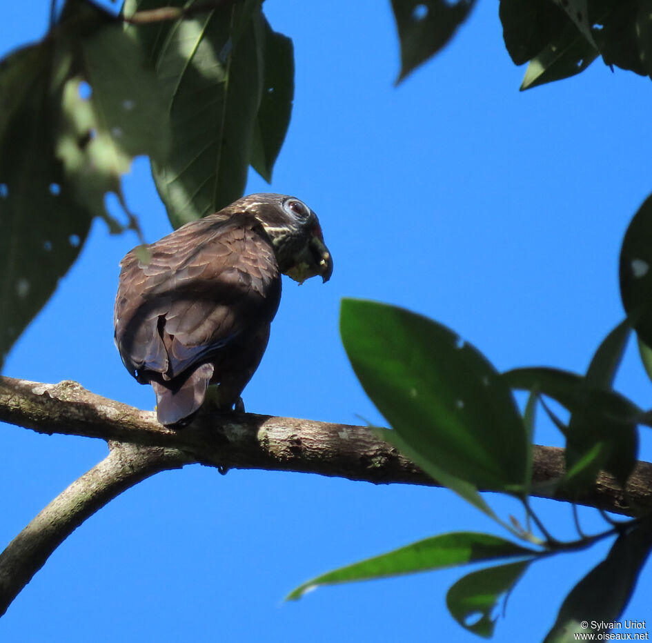 Dusky Parrotadult