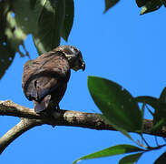 Pione violette