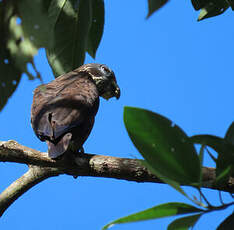 Pione violette