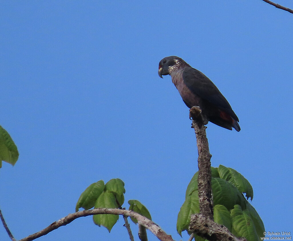 Dusky Parrotadult