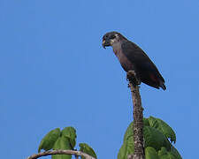 Dusky Parrot