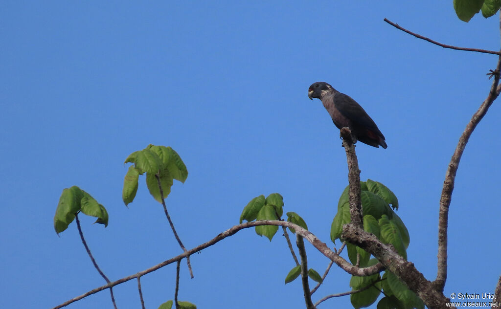 Dusky Parrotadult