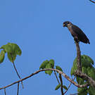 Pione violette