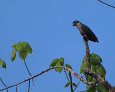 Dusky Parrot