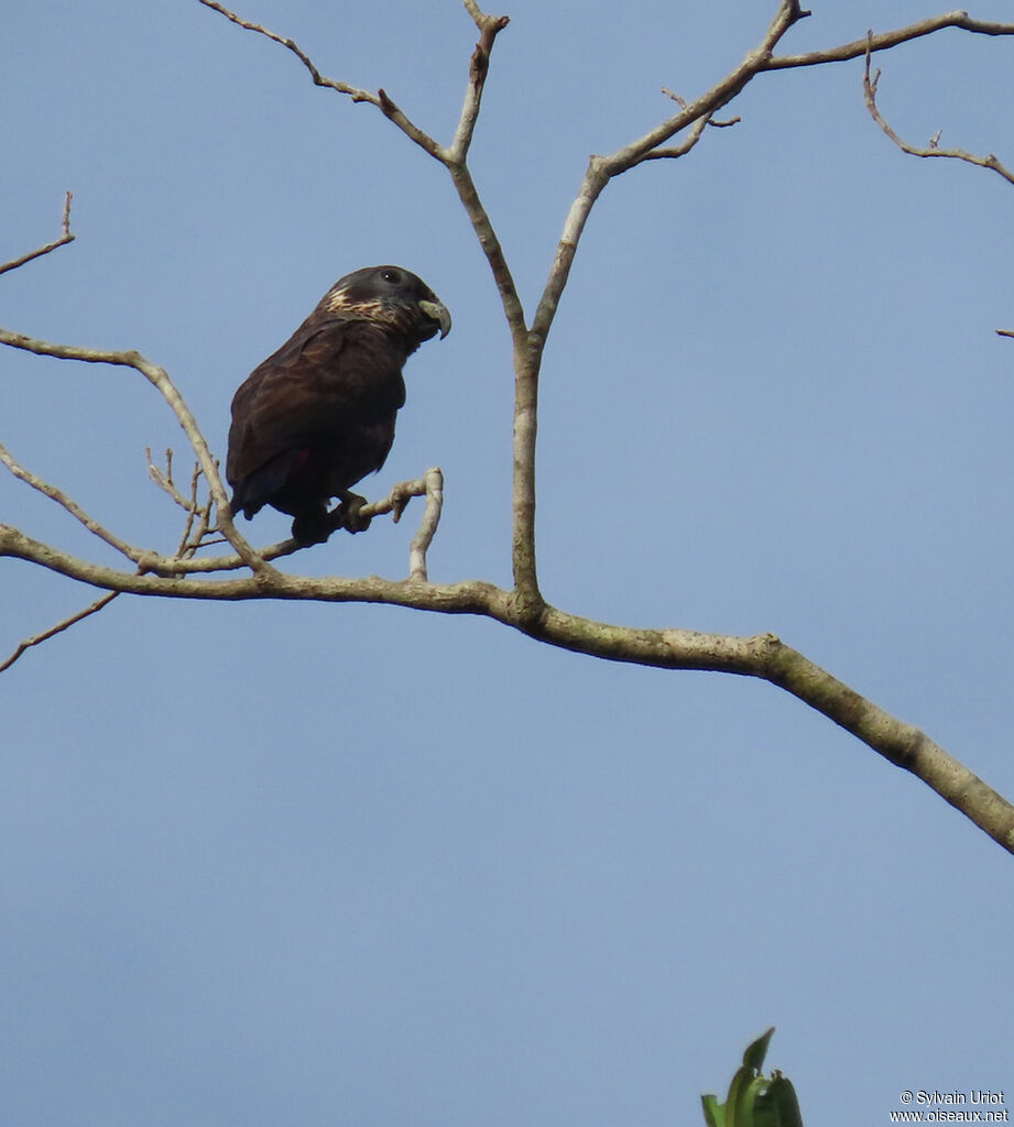 Dusky Parrotadult