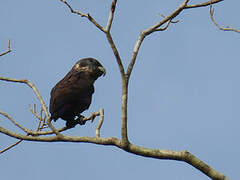 Dusky Parrot