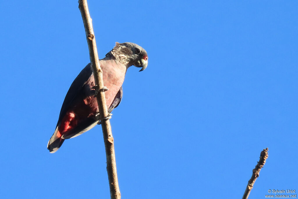 Dusky Parrotadult