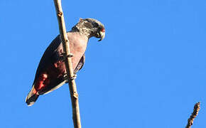 Dusky Parrot