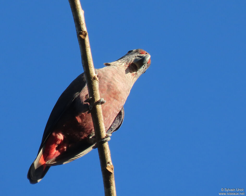 Dusky Parrotadult