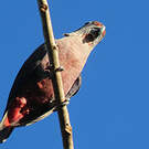 Pione violette