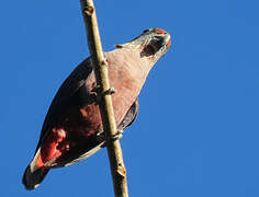 Dusky Parrot