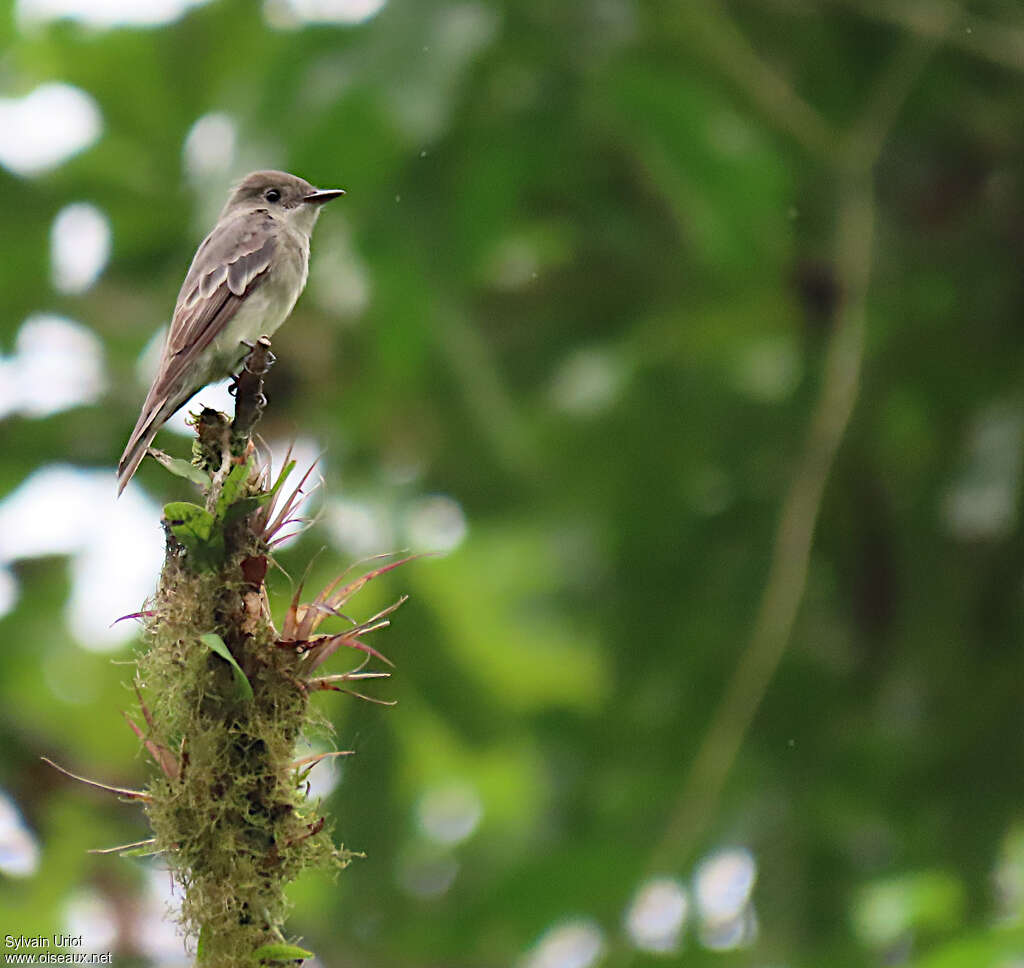 Western Wood Pewee, habitat, fishing/hunting