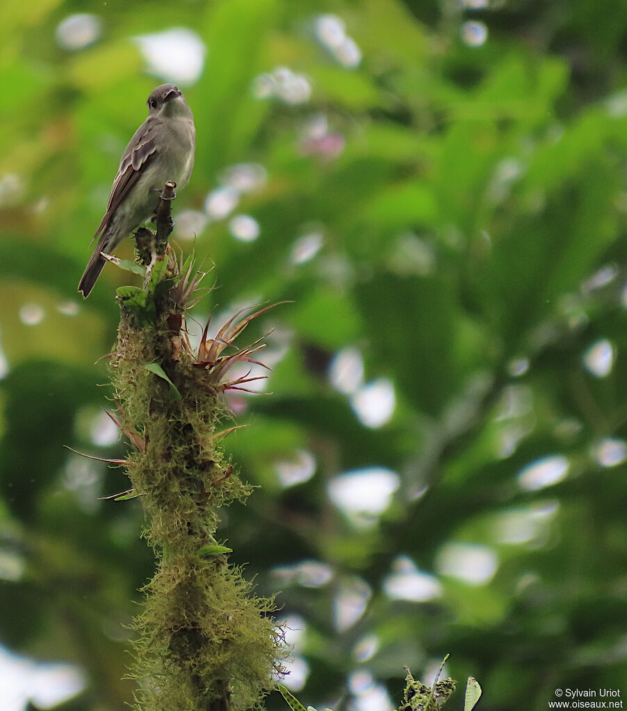 Western Wood Pewee