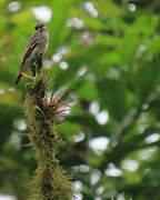 Western Wood Pewee