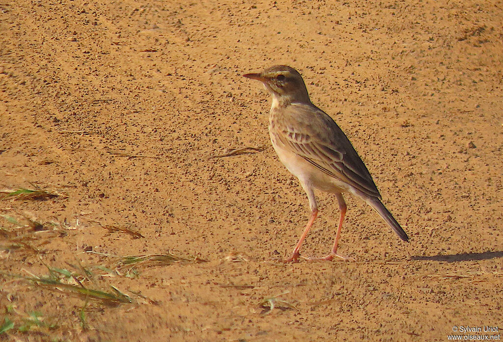 Pipit à dos uniadulte